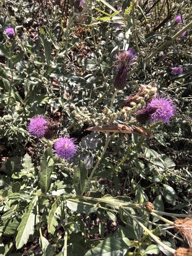 European Mantis