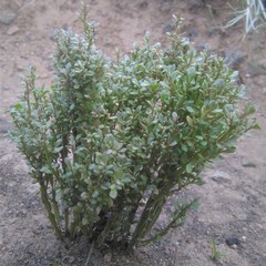 Baccharis trimera