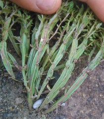 Baccharis trimera
