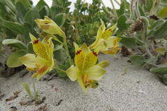 Alstroemeria werdermannii flavicans