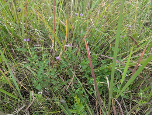 Dalea foliosa, photograph 2