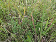 Dalea foliosa, photograph (c) Ryan Sorrells, some rights reserved (CC BY)