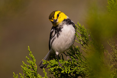 Golden-Cheeked Warbler photo 4
