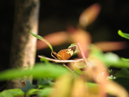 Cupha erymanthis