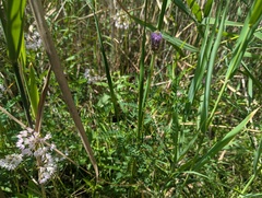 Dalea foliosa, photograph (c) Ryan Sorrells, some rights reserved (CC BY)
