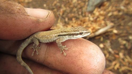 Common Dwarf Gecko