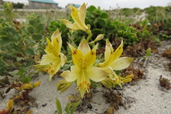 Alstroemeria werdermannii flavicans