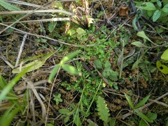 Selaginella eclipes