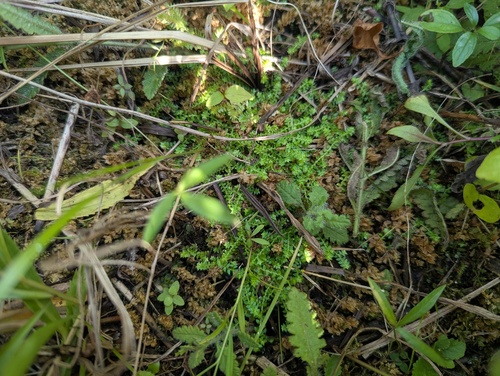 Selaginella eclipes, photograph 1