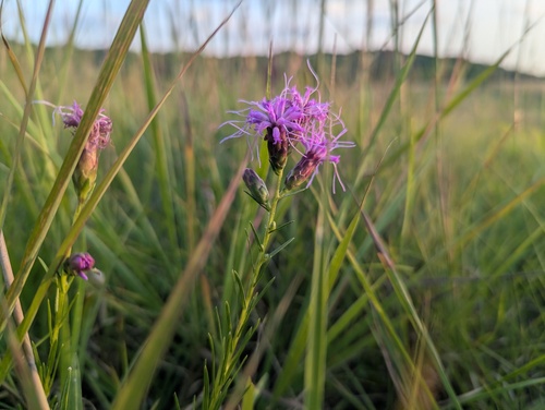 Liatris cylindracea, photograph 4