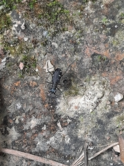 Cylindera decolorata