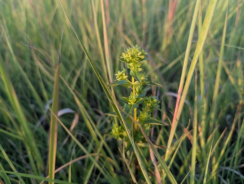 Gentianella quinquefolia, photograph 4