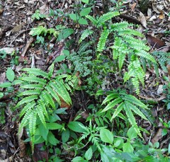 Adiantum pyramidale