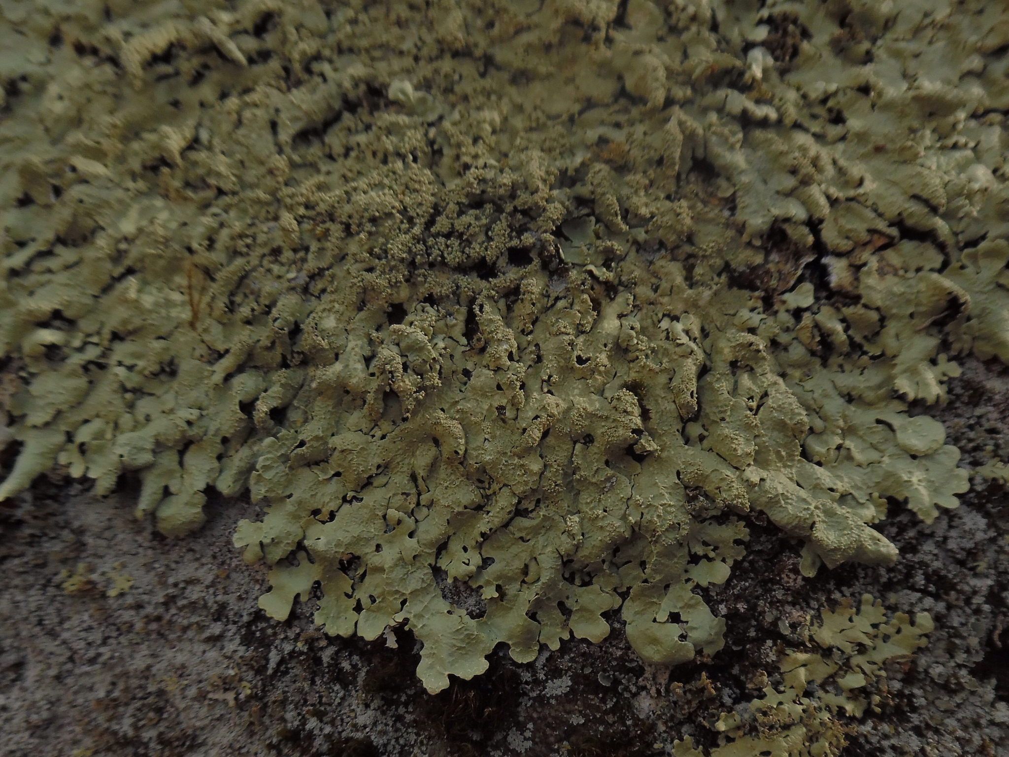 Flavoparmelia baltimorensis image