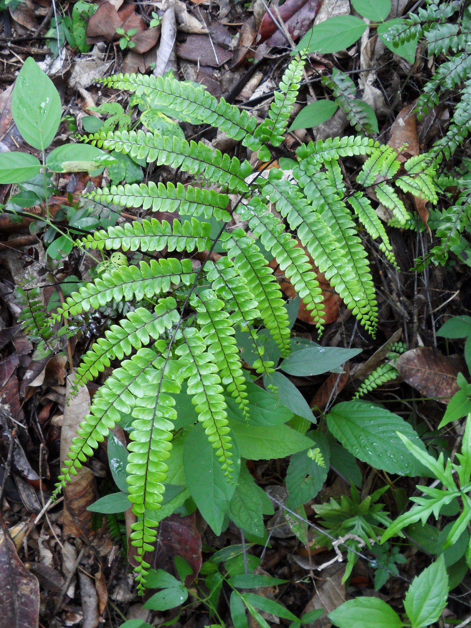 Adiantum pyramidale