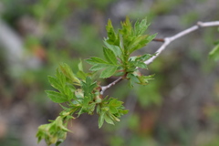 Crataegus pinnatifida