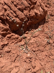 Eriogonum exaltatum