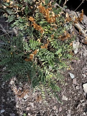 Polemonium pulcherrimum, photograph author not stated, no rights reserved