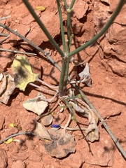 Eriogonum exaltatum