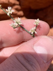 Eriogonum exaltatum