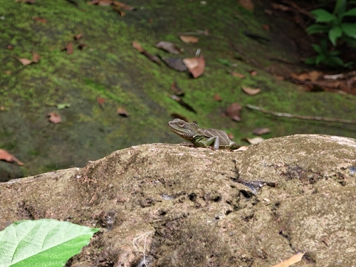 Asian Water Dragon