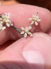 Eriogonum exaltatum