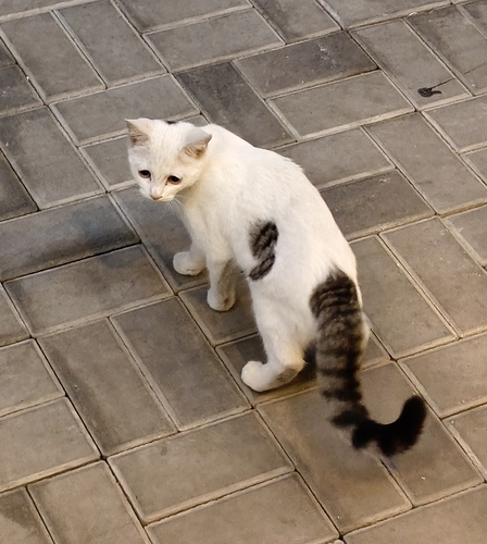 Domestic Cat