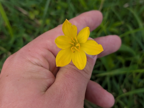 Zephyranthes citrina, 2026-08-23