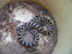 Leptodeira ashmeadii