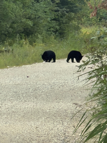 Black Bear sighting near Hudson Bay No. 394