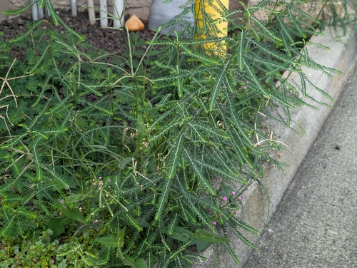 Phyllanthus debilis