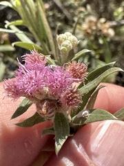 Pluchea sericea, photograph (c) Eric Alan Isaacson, some rights reserved (CC BY)