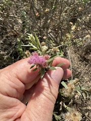 Pluchea sericea, photograph (c) Eric Alan Isaacson, some rights reserved (CC BY)