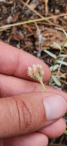 Antennaria rosea, photograph 5