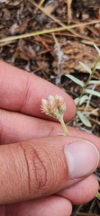Antennaria rosea, photograph author not stated, no rights reserved