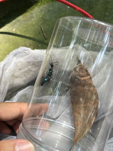 Ampulex kurarensis