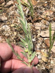 Evolvulus nuttallianus