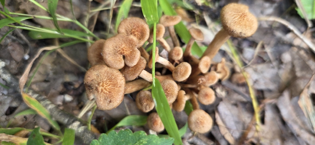Ringless Honey Mushroom · August 2026 · photo: Photo: (c) Antonia Bookbinder, some rights reserved (CC BY-SA) · iNaturalist