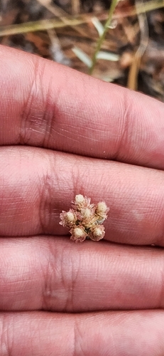 Antennaria rosea, photograph 6