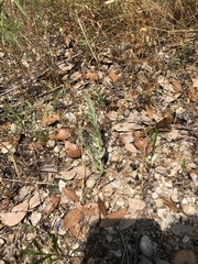 Evolvulus nuttallianus