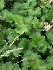 Heuchera maxima