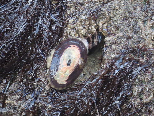 Fissurella limbata observed 2026-08-23