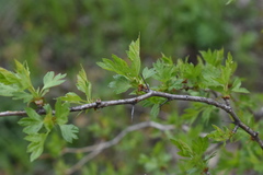 Crataegus pinnatifida
