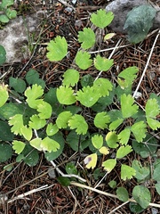 Thalictrum occidentale, photograph author not stated, no rights reserved