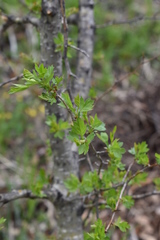 Crataegus pinnatifida