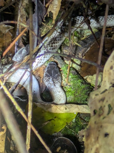 Iridescent groundsnake, Stegonotus iridis