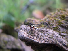 Chira