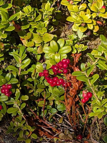 Lingonberry