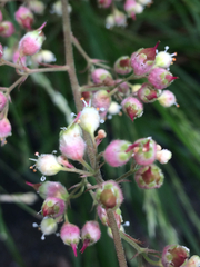 Heuchera maxima