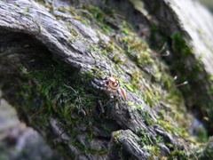 Chira